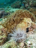 Tube Anemone (Ceranthidae sp.) Tube Anemone (Ceranthidae sp.)
