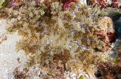 Beaded Sea Anemone (Heteractis aurora) Beaded Sea Anemone (Heteractis aurora)