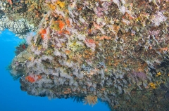 Hydroids growing on underside of coral ledge, taking advantage of high current area while avoiding direct sunlight. Hydroids growing on underside of coral ledge, taking advantage of high current area while avoiding direct sunlight.