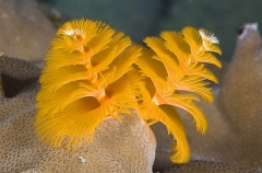 Spiral Worms (Spirobranchus giganteus) Spiral Worms (Spirobranchus giganteus)