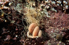 Terebellid Worm (Eupolymnia koorangia) Terebellid Worm (Eupolymnia koorangia)