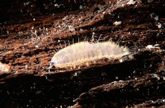 Scale Worm (Lepidonotus jacksoni) Scale Worm (Lepidonotus jacksoni)