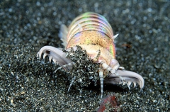 Bobbit Worm (Eunice aphroditois) Bobbit Worm (Eunice aphroditois)