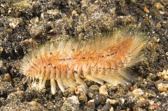 Fire Worm (Chloeia parva) Fire Worm (Chloeia parva)