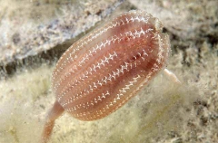 Stalked Ascidian (Sycozoa pulchra)