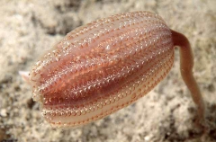 Stalked Ascidian (Sycozoa pulchra)