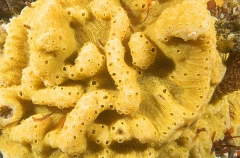 Leach's Ascidian (Botrylloides leachi) Leach's Ascidian (Botrylloides leachi)