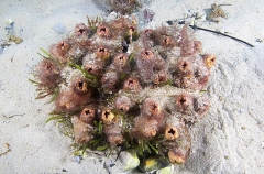 Cunjevoi (Pyura stolonifera)