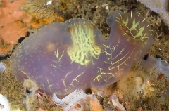 Julinea Tunicate (Phallusia julinea) Julinea Tunicate (Phallusia julinea)