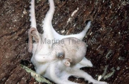 Velvet Octopus (Grimpella thaumastocheir) Velvet Octopus (Grimpella thaumastocheir)