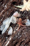 Velvet Octopus (Grimpella thaumastocheir) Velvet Octopus (Grimpella thaumastocheir)