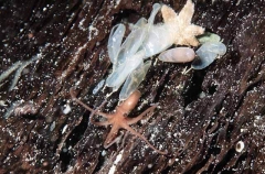 Velvet Octopus (Grimpella thaumastocheir) Velvet Octopus (Grimpella thaumastocheir)