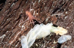 Velvet Octopus (Grimpella thaumastocheir) Velvet Octopus (Grimpella thaumastocheir)