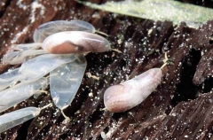 Velvet Octopus (Grimpella thaumastocheir) Velvet Octopus (Grimpella thaumastocheir)