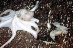 Velvet Octopus (Grimpella thaumastocheir) Velvet Octopus (Grimpella thaumastocheir)