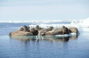 Atlantic Walrus (Odobenus rosmarus rosmarus)