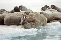Atlantic Walrus (Odobenus rosmarus rosmarus) Atlantic Walrus (Odobenus rosmarus rosmarus)