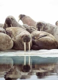 Atlantic Walrus (Odobenus rosmarus rosmarus) Atlantic Walrus (Odobenus rosmarus rosmarus)