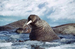 Atlantic Walrus (Odobenus rosmarus rosmarus) Atlantic Walrus (Odobenus rosmarus rosmarus)