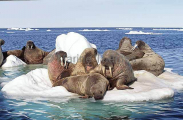 Atlantic Walrus (Odobenus rosmarus rosmarus) Atlantic Walrus (Odobenus rosmarus rosmarus)