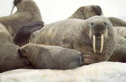 Atlantic Walrus (Odobenus rosmarus rosmarus) Atlantic Walrus (Odobenus rosmarus rosmarus)