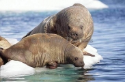 Atlantic Walrus (Odobenus rosmarus rosmarus) Atlantic Walrus (Odobenus rosmarus rosmarus)