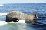 Atlantic Walrus (Odobenus rosmarus rosmarus) Atlantic Walrus (Odobenus rosmarus rosmarus)