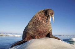 Atlantic Walrus (Odobenus rosmarus rosmarus) Atlantic Walrus (Odobenus rosmarus rosmarus)