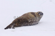 Weddell Seal (Leptonychotes weddellii) Weddell Seal (Leptonychotes weddellii)