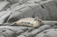 Weddell Seal (Leptonychotes weddellii) Weddell Seal (Leptonychotes weddellii)