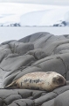 Weddell Seal (Leptonychotes weddellii) Weddell Seal (Leptonychotes weddellii)