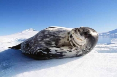 Weddell Seal (Leptonychotes weddellii) Weddell Seal (Leptonychotes weddellii)