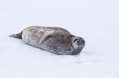 Weddell Seal (Leptonychotes weddellii) Weddell Seal (Leptonychotes weddellii)
