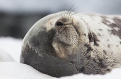 Weddell Seal (Leptonychotes weddellii) Weddell Seal (Leptonychotes weddellii)