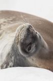 Weddell Seal (Leptonychotes weddellii) Weddell Seal (Leptonychotes weddellii)