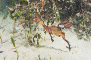 Weedy Seadragon (Phyllopteryx taeniolatus) Weedy Seadragon (Phyllopteryx taeniolatus)