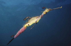 Weedy Seadragon (Phyllopteryx taeniolatus) Weedy Seadragon (Phyllopteryx taeniolatus)