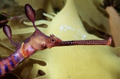 Weedy Seadragon (Phyllopteryx taeniolatus) Weedy Seadragon (Phyllopteryx taeniolatus)