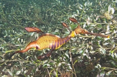 Weedy Seadragon (Phyllopteryx taeniolatus) Weedy Seadragon (Phyllopteryx taeniolatus)