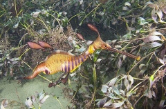 Weedy Seadragon (Phyllopteryx taeniolatus) Weedy Seadragon (Phyllopteryx taeniolatus)