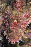 Weedy Stingfish (Scorpaenopsis cirrosa) Weedy Stingfish (Scorpaenopsis cirrosa)