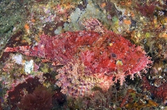 Weedy Stingfish (Scorpaenopsis cirrosa) Weedy Stingfish (Scorpaenopsis cirrosa)