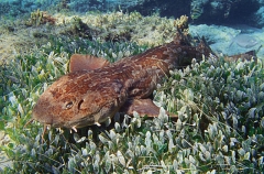 Western Wobbegong Shark (Orectolobus hutchinsi) Western Wobbegong Shark (Orectolobus hutchinsi)