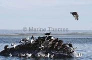 Southern Right Whale (Eubalaena australis) Southern Right Whale (Eubalaena australis)