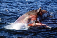 Sperm Whale (Physeter macrocephalus) Sperm Whale (Physeter macrocephalus)
