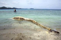 Bryde's Whale (Balaenoptera edeni) Bryde's Whale (Balaenoptera edeni)