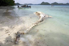 Bryde's Whale (Balaenoptera edeni) Bryde's Whale (Balaenoptera edeni)