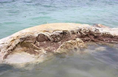 Bryde's Whale (Balaenoptera edeni) Bryde's Whale (Balaenoptera edeni)