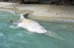 Bryde's Whale (Balaenoptera edeni) Bryde's Whale (Balaenoptera edeni)