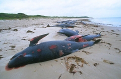 Long-finned Pilot Whales (Globicephala melaena) Long-finned Pilot Whales (Globicephala melaena)